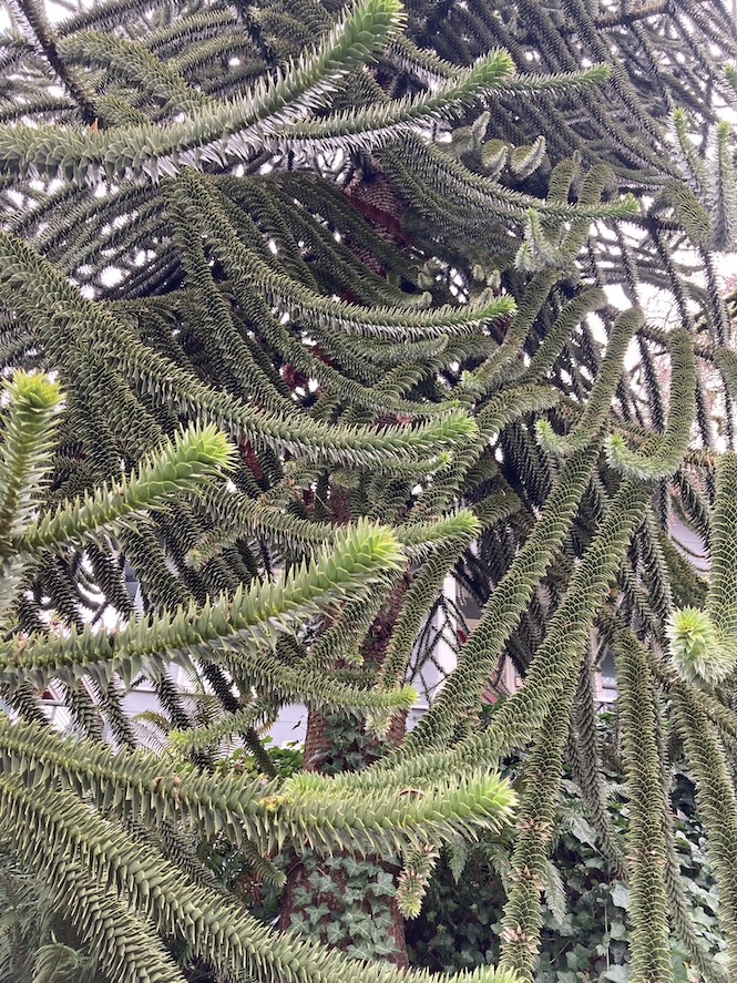 Monkey Puzzle Tree